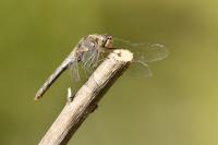 Sympetrum striolatum