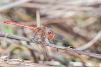 Sympetrum meridionale