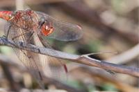 Sympetrum meridionale