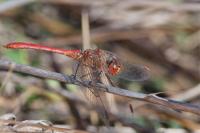 Sympetrum meridionale