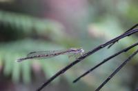 Sympecma fusca
