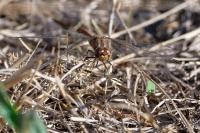 Sympetrum