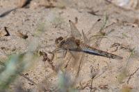 Sympetrum striolatum