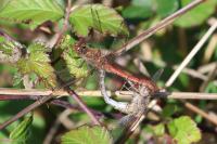 Sympetrum striolatum