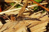 Sympetrum striolatum