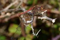 Sympetrum striolatum