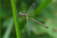 Lestes barbarus