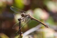 Sympetrum meridionale