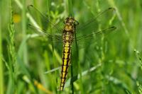 Orthetrum cancellatum