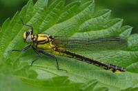 Gomphus vulgatissimus