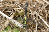 Gomphus vulgatissimus