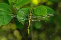 Orthetrum cancellatum