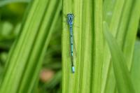 Coenagrion puella