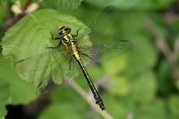 Gomphus vulgatissimus