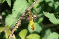 Libellula depressa