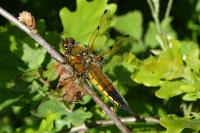 Libellula quadrimaculata