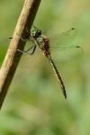 Somatochlora flavomaculata