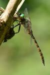 Somatochlora flavomaculata