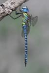 Aeshna affinis