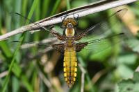 Libellula depressa