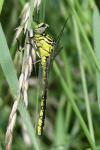 Stylurus flavipes