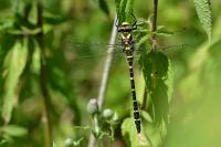 Cordulegaster boltonii