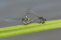 Erythromma viridulum