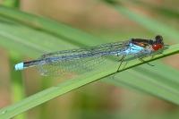 Erythromma najas