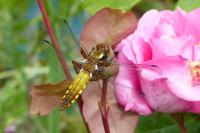 Libellula depressa