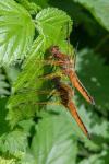 Libellula fulva