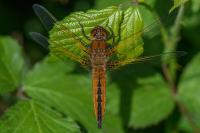 Libellula fulva