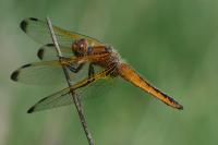 Libellula fulva