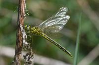 Gomphus pulchellus