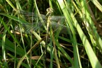 Gomphus pulchellus