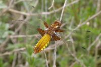 Libellula depressa