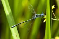 Lestes dryas