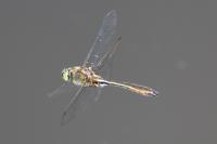 Cordulia aenea