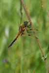Libellula quadrimaculata