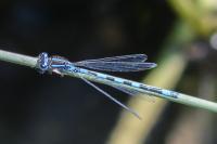 Coenagrion mercuriale
