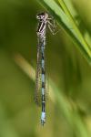 Coenagrion mercuriale