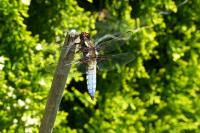 Libellula depressa