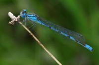 Enallagma cyathigerum
