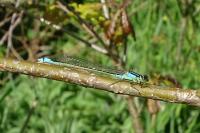Ischnura elegans