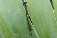 Ischnura elegans