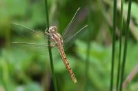 Orthetrum brunneum