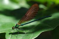 Calopteryx virgo