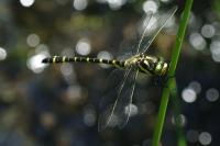 Cordulegaster boltonii