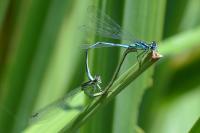 Coenagrion pulchellum