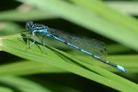 Coenagrion pulchellum