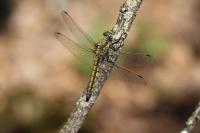 Orthetrum cancellatum
